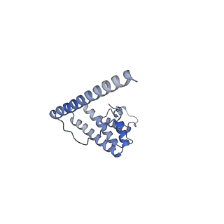 13552_7pnu_L_v1-2
Assembly intermediate of mouse mitochondrial ribosome small subunit without mS37 in complex with RbfA inward conformation