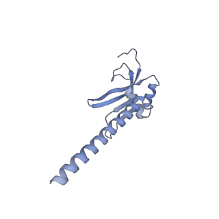 13552_7pnu_M_v1-2
Assembly intermediate of mouse mitochondrial ribosome small subunit without mS37 in complex with RbfA inward conformation