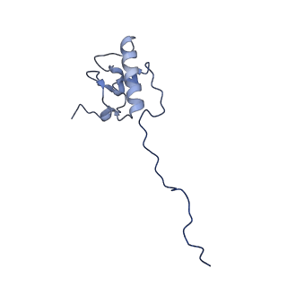 13552_7pnu_P_v1-2
Assembly intermediate of mouse mitochondrial ribosome small subunit without mS37 in complex with RbfA inward conformation