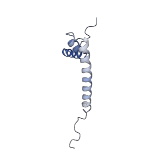 13552_7pnu_Q_v1-2
Assembly intermediate of mouse mitochondrial ribosome small subunit without mS37 in complex with RbfA inward conformation