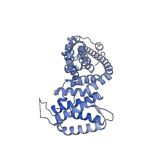 13552_7pnu_V_v1-2
Assembly intermediate of mouse mitochondrial ribosome small subunit without mS37 in complex with RbfA inward conformation
