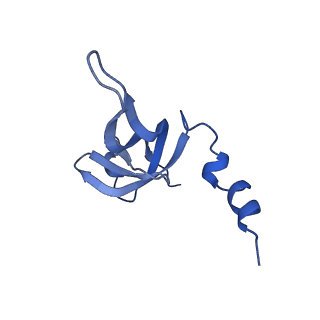 13552_7pnu_W_v1-2
Assembly intermediate of mouse mitochondrial ribosome small subunit without mS37 in complex with RbfA inward conformation