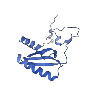 13553_7pnv_C_v1-2
Assembly intermediate of mouse mitochondrial ribosome small subunit without mS37 in complex with RbfA and Mettl15