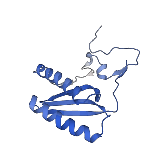 13553_7pnv_C_v2-1
Assembly intermediate of mouse mitochondrial ribosome small subunit without mS37 in complex with RbfA and Mettl15