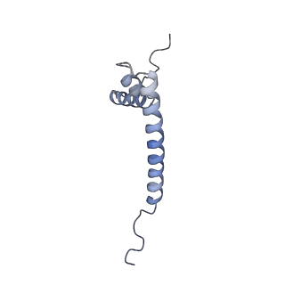 13553_7pnv_Q_v1-2
Assembly intermediate of mouse mitochondrial ribosome small subunit without mS37 in complex with RbfA and Mettl15