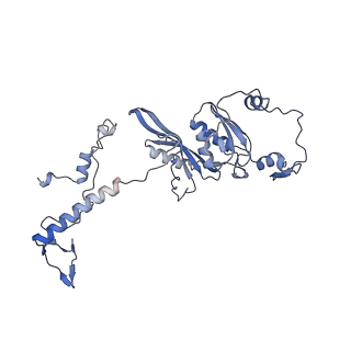 13555_7pnx_D_v1-2
Assembly intermediate of human mitochondrial ribosome small subunit without mS37 in complex with RBFA and METTL15 conformation a