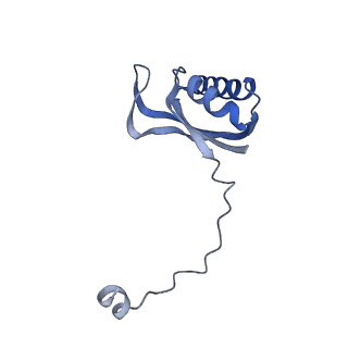 13555_7pnx_E_v1-2
Assembly intermediate of human mitochondrial ribosome small subunit without mS37 in complex with RBFA and METTL15 conformation a