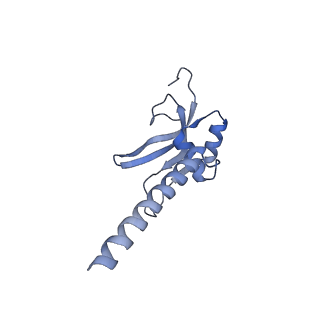 13555_7pnx_M_v1-2
Assembly intermediate of human mitochondrial ribosome small subunit without mS37 in complex with RBFA and METTL15 conformation a