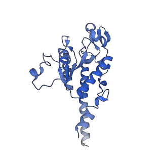 13556_7pny_B_v1-2
Assembly intermediate of human mitochondrial ribosome small subunit without mS37 in complex with RBFA and METTL15 conformation b