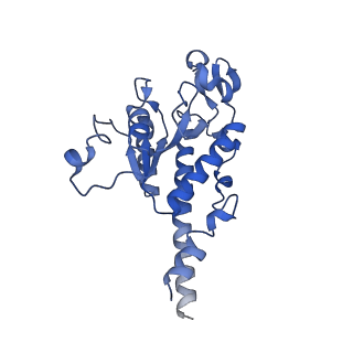 13556_7pny_B_v2-1
Assembly intermediate of human mitochondrial ribosome small subunit without mS37 in complex with RBFA and METTL15 conformation b