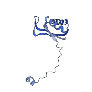 13556_7pny_E_v2-1
Assembly intermediate of human mitochondrial ribosome small subunit without mS37 in complex with RBFA and METTL15 conformation b