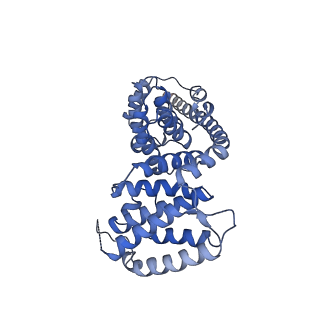 13556_7pny_V_v1-2
Assembly intermediate of human mitochondrial ribosome small subunit without mS37 in complex with RBFA and METTL15 conformation b