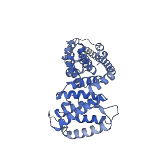 13556_7pny_V_v2-1
Assembly intermediate of human mitochondrial ribosome small subunit without mS37 in complex with RBFA and METTL15 conformation b