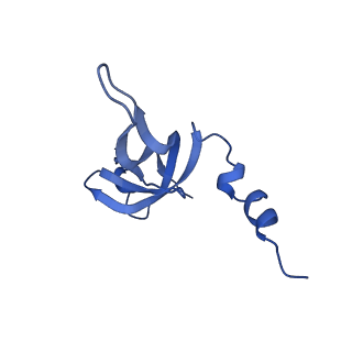 13556_7pny_W_v1-2
Assembly intermediate of human mitochondrial ribosome small subunit without mS37 in complex with RBFA and METTL15 conformation b
