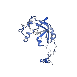 13557_7pnz_0_v2-1
Assembly intermediate of human mitochondrial ribosome small subunit without mS37 in complex with RBFA and METTL15 conformation c