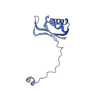 13557_7pnz_E_v1-2
Assembly intermediate of human mitochondrial ribosome small subunit without mS37 in complex with RBFA and METTL15 conformation c