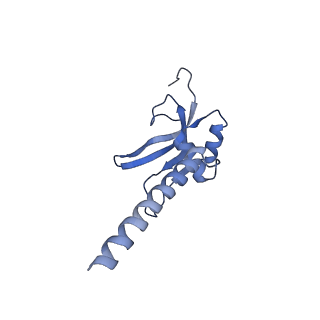 13557_7pnz_M_v1-2
Assembly intermediate of human mitochondrial ribosome small subunit without mS37 in complex with RBFA and METTL15 conformation c