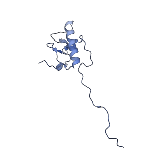 13557_7pnz_P_v1-2
Assembly intermediate of human mitochondrial ribosome small subunit without mS37 in complex with RBFA and METTL15 conformation c