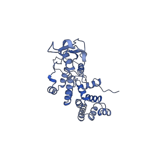 13557_7pnz_R_v2-1
Assembly intermediate of human mitochondrial ribosome small subunit without mS37 in complex with RBFA and METTL15 conformation c