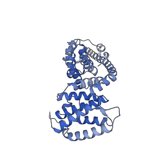 13557_7pnz_V_v1-2
Assembly intermediate of human mitochondrial ribosome small subunit without mS37 in complex with RBFA and METTL15 conformation c