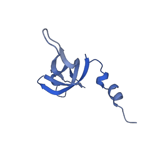 13557_7pnz_W_v1-2
Assembly intermediate of human mitochondrial ribosome small subunit without mS37 in complex with RBFA and METTL15 conformation c