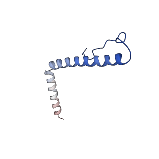 13558_7po0_3_v1-2
Assembly intermediate of human mitochondrial ribosome small subunit without mS37 in complex with RBFA and IF3