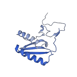 13558_7po0_C_v1-2
Assembly intermediate of human mitochondrial ribosome small subunit without mS37 in complex with RBFA and IF3