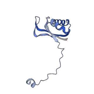 13558_7po0_E_v1-2
Assembly intermediate of human mitochondrial ribosome small subunit without mS37 in complex with RBFA and IF3