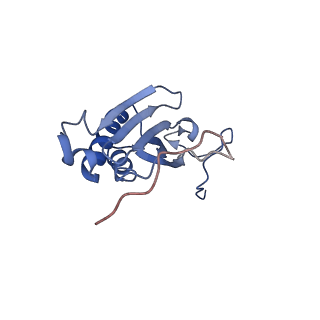 13558_7po0_I_v1-2
Assembly intermediate of human mitochondrial ribosome small subunit without mS37 in complex with RBFA and IF3