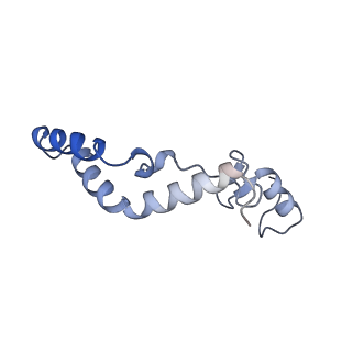 13558_7po0_K_v1-2
Assembly intermediate of human mitochondrial ribosome small subunit without mS37 in complex with RBFA and IF3