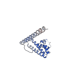 13558_7po0_L_v1-2
Assembly intermediate of human mitochondrial ribosome small subunit without mS37 in complex with RBFA and IF3