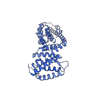 13558_7po0_V_v2-1
Assembly intermediate of human mitochondrial ribosome small subunit without mS37 in complex with RBFA and IF3