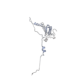 13558_7po0_a_v1-2
Assembly intermediate of human mitochondrial ribosome small subunit without mS37 in complex with RBFA and IF3