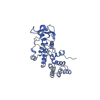 13560_7po2_R_v1-2
Initiation complex of human mitochondrial ribosome small subunit with IF2, fMet-tRNAMet and mRNA