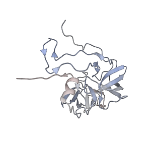 13562_7po4_D_v1-0
Assembly intermediate of human mitochondrial ribosome large subunit (largely unfolded rRNA with MALSU1, L0R8F8 and ACP)
