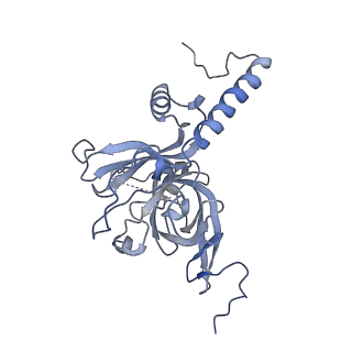 13562_7po4_E_v1-0
Assembly intermediate of human mitochondrial ribosome large subunit (largely unfolded rRNA with MALSU1, L0R8F8 and ACP)