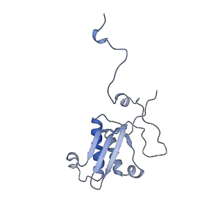 13562_7po4_P_v2-1
Assembly intermediate of human mitochondrial ribosome large subunit (largely unfolded rRNA with MALSU1, L0R8F8 and ACP)