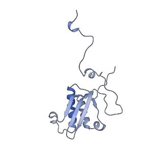 13562_7po4_P_v3-0
Assembly intermediate of human mitochondrial ribosome large subunit (largely unfolded rRNA with MALSU1, L0R8F8 and ACP)