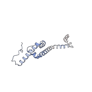 13562_7po4_R_v1-0
Assembly intermediate of human mitochondrial ribosome large subunit (largely unfolded rRNA with MALSU1, L0R8F8 and ACP)