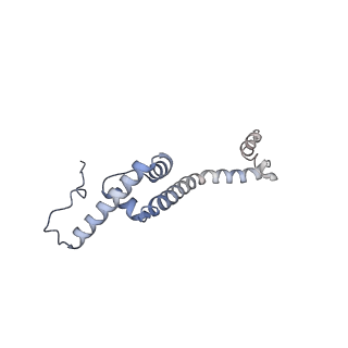 13562_7po4_R_v2-1
Assembly intermediate of human mitochondrial ribosome large subunit (largely unfolded rRNA with MALSU1, L0R8F8 and ACP)