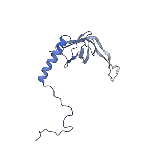 13562_7po4_S_v1-0
Assembly intermediate of human mitochondrial ribosome large subunit (largely unfolded rRNA with MALSU1, L0R8F8 and ACP)