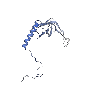 13562_7po4_S_v3-0
Assembly intermediate of human mitochondrial ribosome large subunit (largely unfolded rRNA with MALSU1, L0R8F8 and ACP)