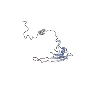 13562_7po4_U_v1-0
Assembly intermediate of human mitochondrial ribosome large subunit (largely unfolded rRNA with MALSU1, L0R8F8 and ACP)