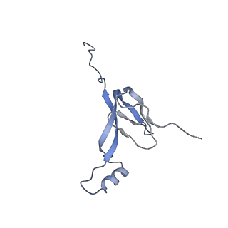 13562_7po4_W_v1-0
Assembly intermediate of human mitochondrial ribosome large subunit (largely unfolded rRNA with MALSU1, L0R8F8 and ACP)
