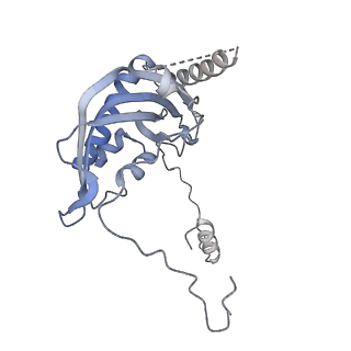 13562_7po4_d_v1-0
Assembly intermediate of human mitochondrial ribosome large subunit (largely unfolded rRNA with MALSU1, L0R8F8 and ACP)