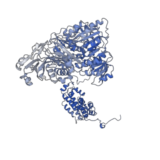 20413_6poe_C_v1-2
Structure of ACLY in complex with CoA