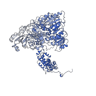 20413_6poe_C_v1-3
Structure of ACLY in complex with CoA