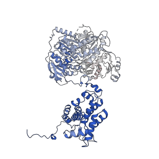 20413_6poe_D_v1-2
Structure of ACLY in complex with CoA