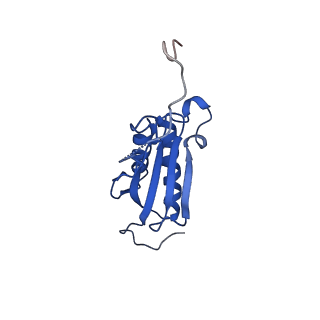17804_8ppk_O_v1-0
Bat-Hp-CoV Nsp1 and eIF1 bound to the human 40S small ribosomal subunit