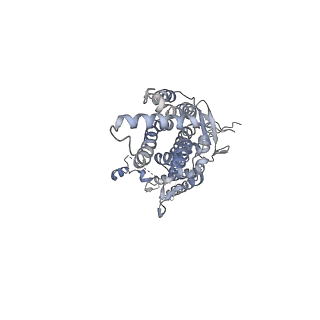 20437_6ppi_G_v1-2
Kaposi's sarcoma-associated herpesvirus (KSHV), C12 portal dodecamer structure